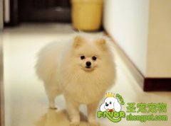 训练狗狗忠诚度的方法