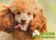 怎样控制狗狗的食量