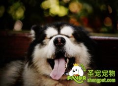 初养狗狗的注意事项