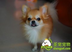 寄养狗狗需要注意什么