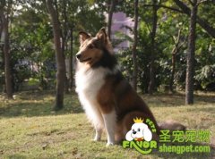 治疗狗狗感冒的方法