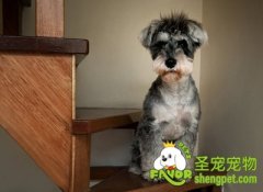 引起狗狗贫血的原因