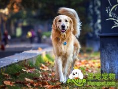 人用感冒药犬猫可以吃吗