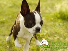 狗狗日常训练技巧（三）