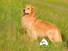 狗狗感染寄生虫途径及驱虫方法