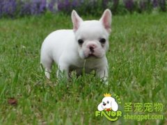 狗狗直肠脱的症状及治疗方法