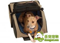 怎样让狗狗习惯睡笼子