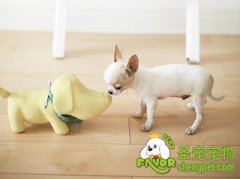 训练狗狗排泄的方法