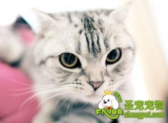 猫咪贫血有哪些表现