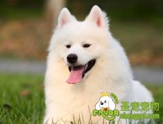 为什么狗狗的肛门腺会发炎