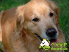 治疗狗狗髋关节发育不良的方法