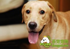 怎样确诊狗狗患有疥螨病