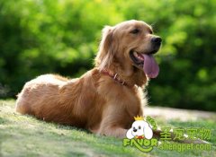 治疗狗狗疥螨病的方法