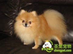 怎样挑选适合狗狗的梳子