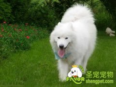 给狗狗梳毛的方法