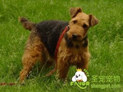 引起狗狗癫痫的原因及表现症状