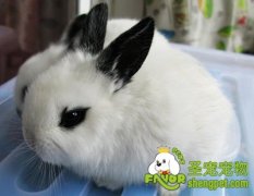 治疗宠物兔流泪的方法