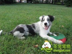 给狗狗按摩的方法及注意事项