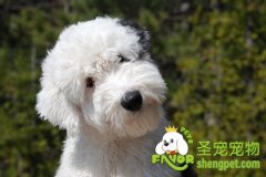 狗狗脱毛之正常掉毛的原因