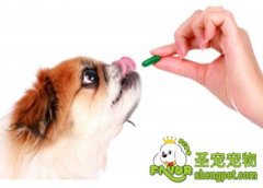 如何轻松的给狗狗喂药