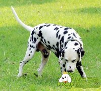 狗狗中暑的原因有哪些