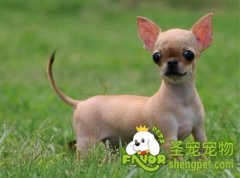 狗狗会害怕什么