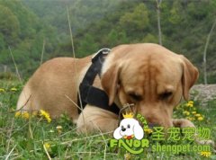 生病的狗狗该怎么喂养