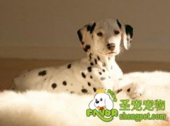 狗狗排便的训练技巧