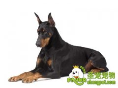 什么时候给狗狗立耳手术最好