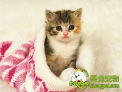 导致猫咪患日射病的原因及治疗方法