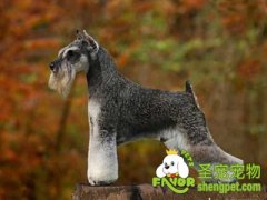 狗狗立耳手术的详细步骤