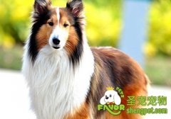 治疗狗狗便秘的方法