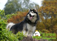 不可以给狗狗吃的药