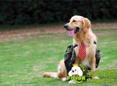 预防犬窝咳的方法