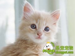 怎样给脱水的猫咪补水