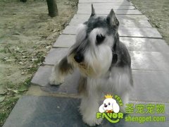 给狗狗做立耳手术的作用