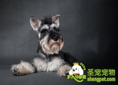 狗狗中毒后的急救方法