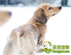 如何为狗狗抵御寒冬？