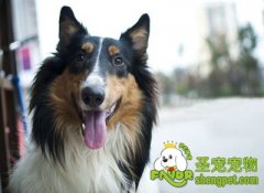 狗狗乱如厕的解决方法