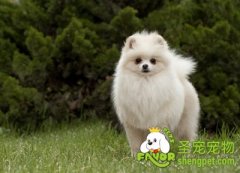 领养狗狗时需要注意的事项