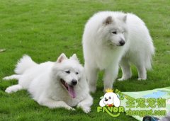 狗狗屁股毛发的护理方法