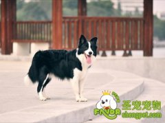 狗狗发情期会有哪些表现