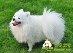 狗狗发情期间需注意的事项