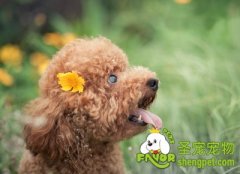 狗狗出现泪痕的原因及预防方法