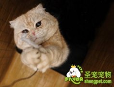 导致猫咪缺乏维生素A的原因