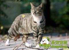 预防猫咪缺乏维生素A的方法