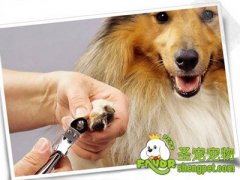 给狗狗剪指甲的方法及注意事项