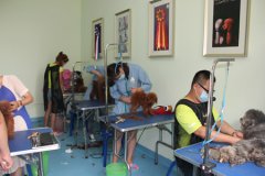 贵宾犬美容讲解与练习