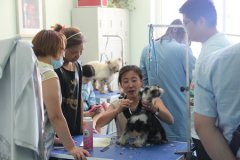 雪纳瑞美容讲解与练习