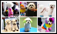 宠物染色及饰品DIY课程